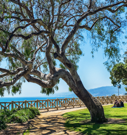 The Best Ways to Picnic in Santa Monica