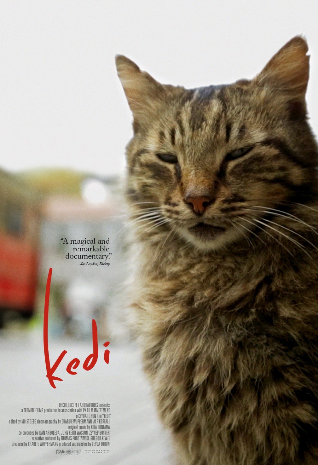 Aero Theatre Presents: Kedi