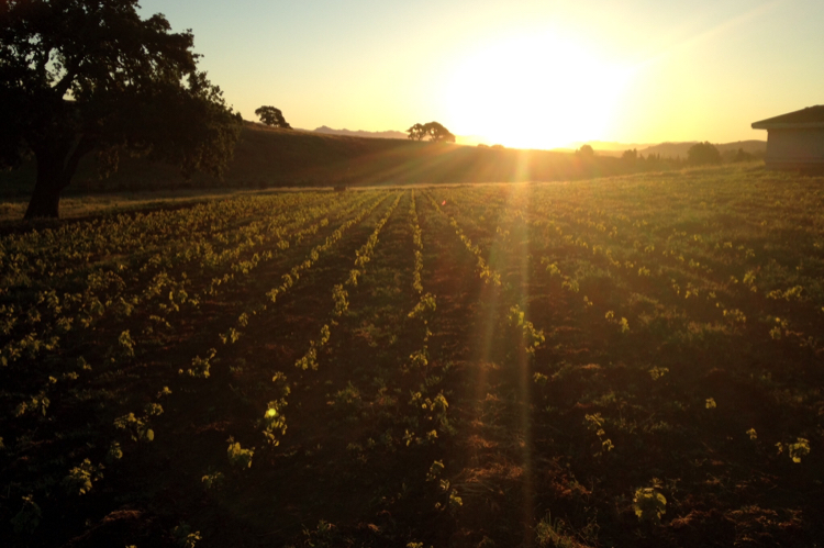 Bonny Doon Wine Dinner