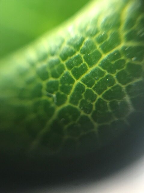 Micro Imaging with Brittany Ransom