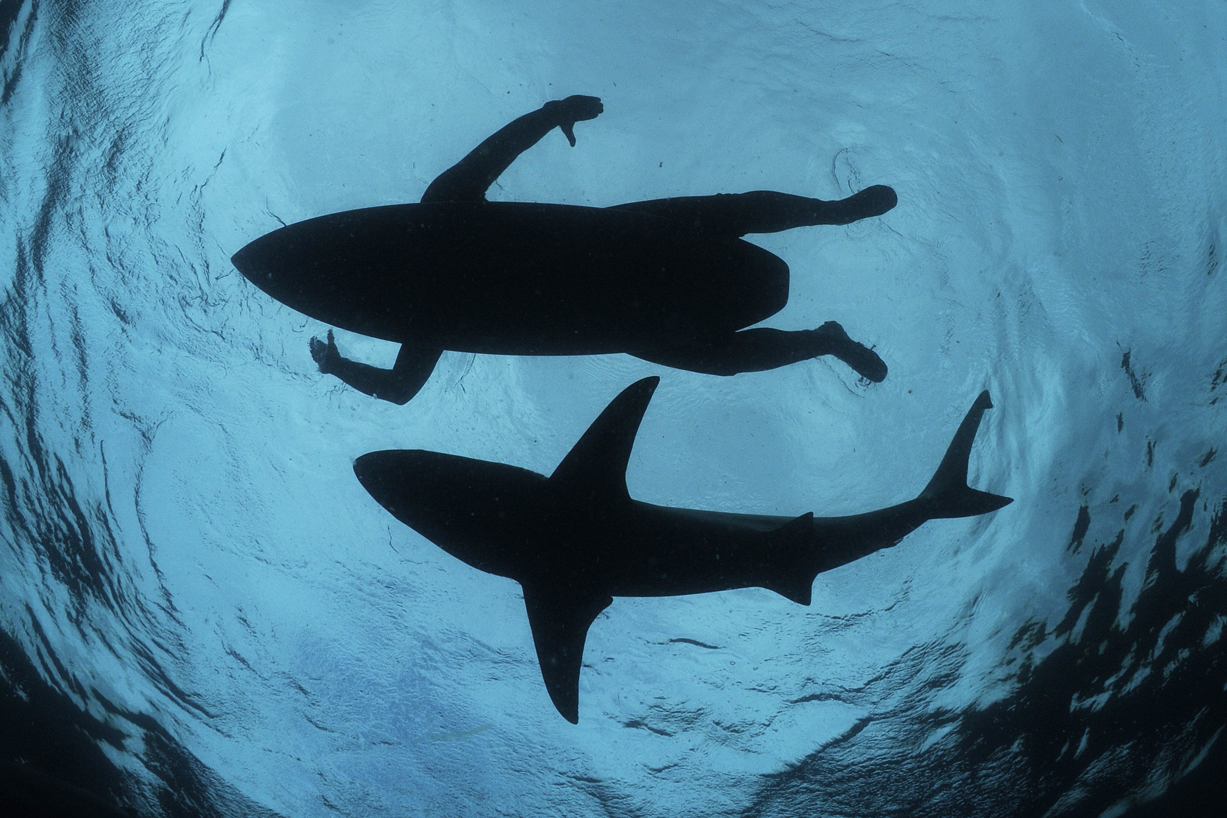 National Geographic Live - Wild Seas, Secret Shores