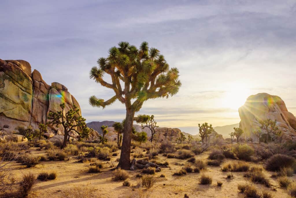 Scenic site in the Joshua Tree National Park in Greater Palm Springs