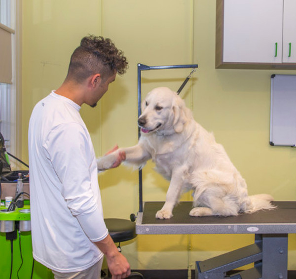 santa monica dog groomer