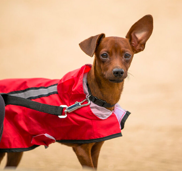 santa monica dog parks
