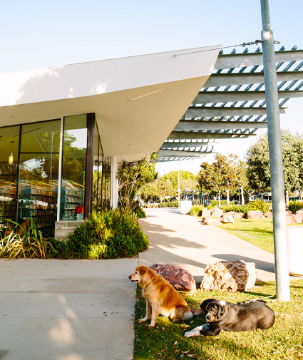 santa monica pet friendly