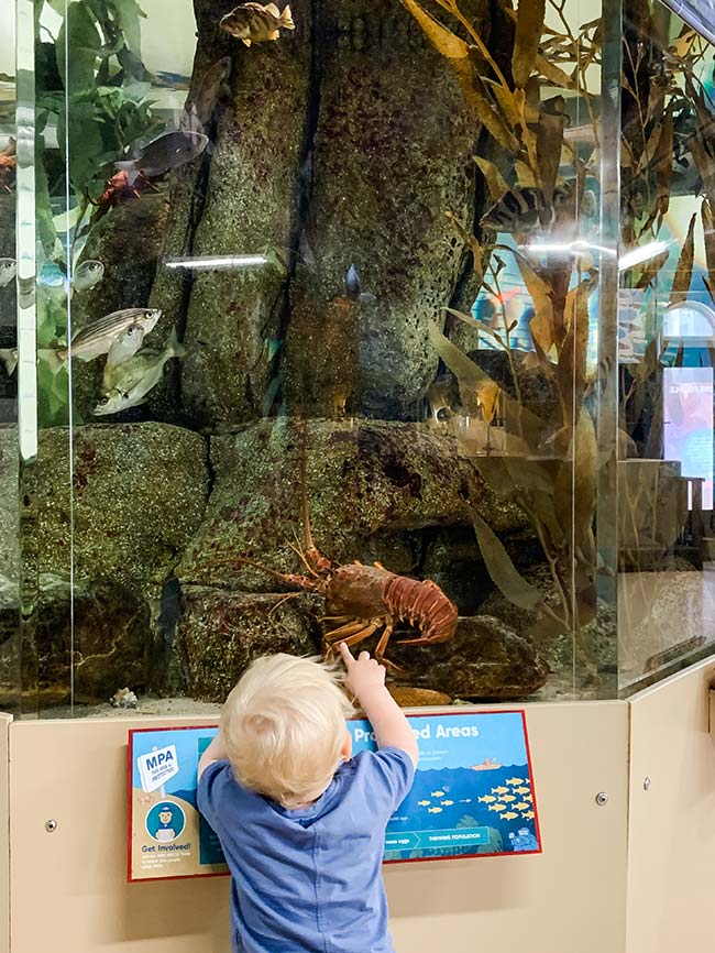 Santa Monica Pier Aquarium Heal Bay