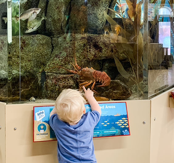 Kid-At-The-Aquarium