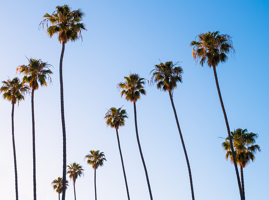 Palm trees on a sunny day in Santa Monica.