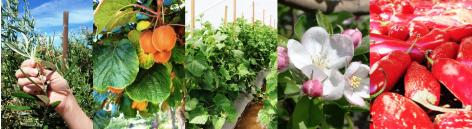 Virginia Avenue Park/Pico Boulevard Farmers Market