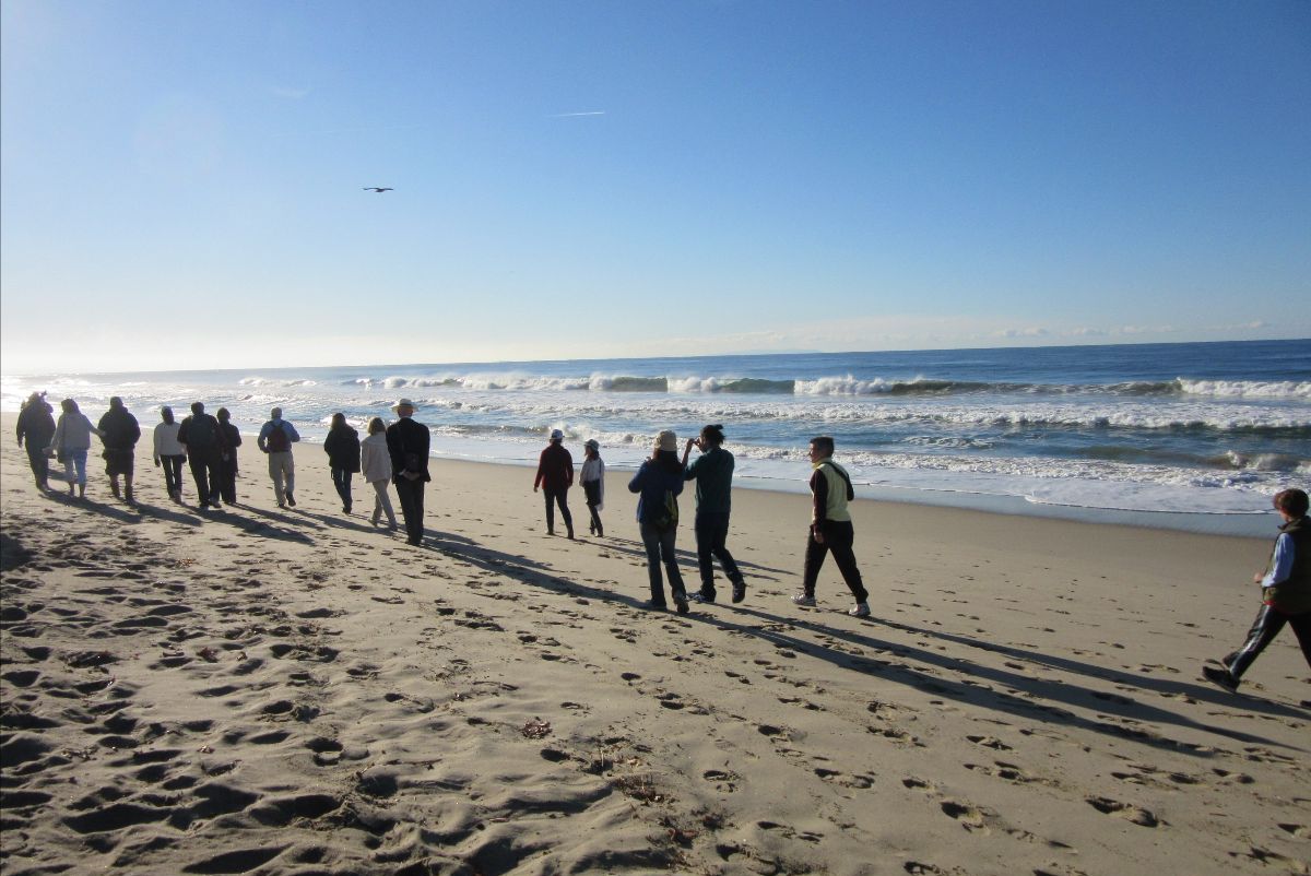 Snowy Plover Beach Walk