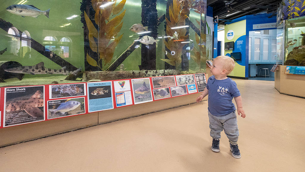 Picture of young toddler standing in walkway looking at fish in a tank. @traveling_newlyweds