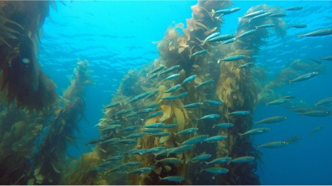 Underwater Parks Day 2023