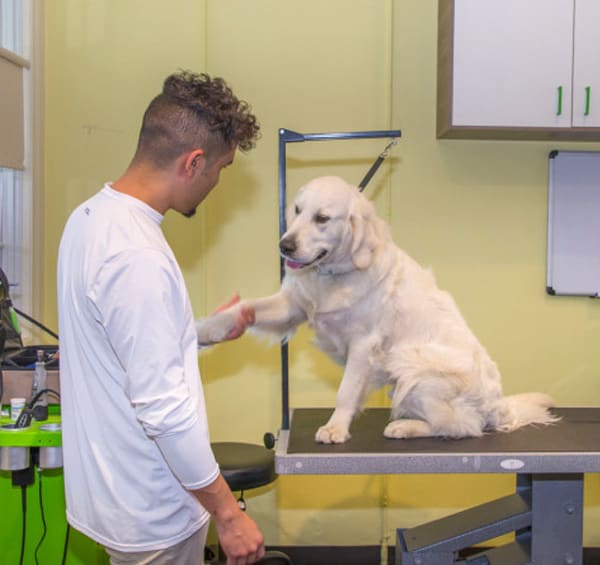 dog spa at paws and effect pet spa santa monica