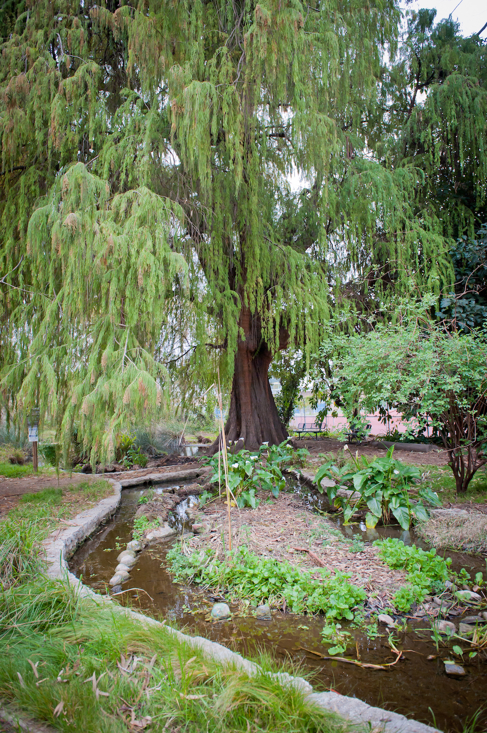 Santa Monica Mosaic: Sacred Springs