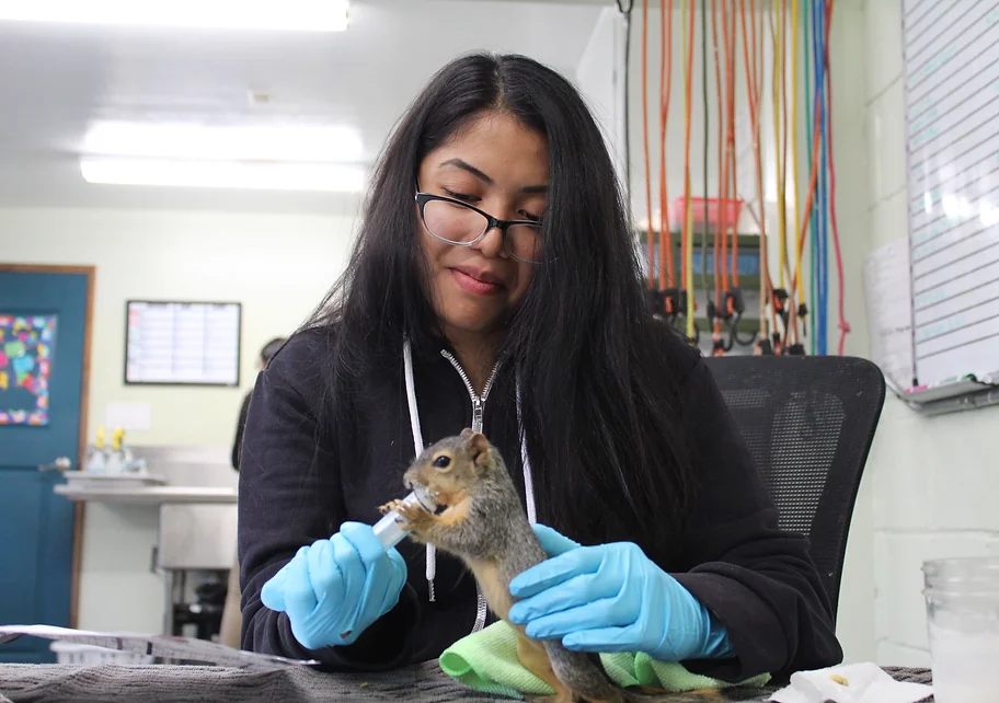 Wild about Wildlife Workshops with California Wildlife Center