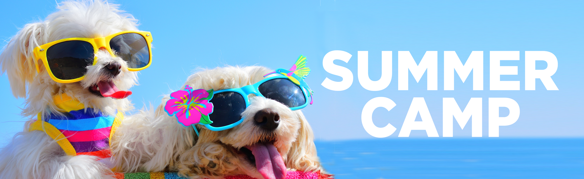 Summer Camp for Dogs!