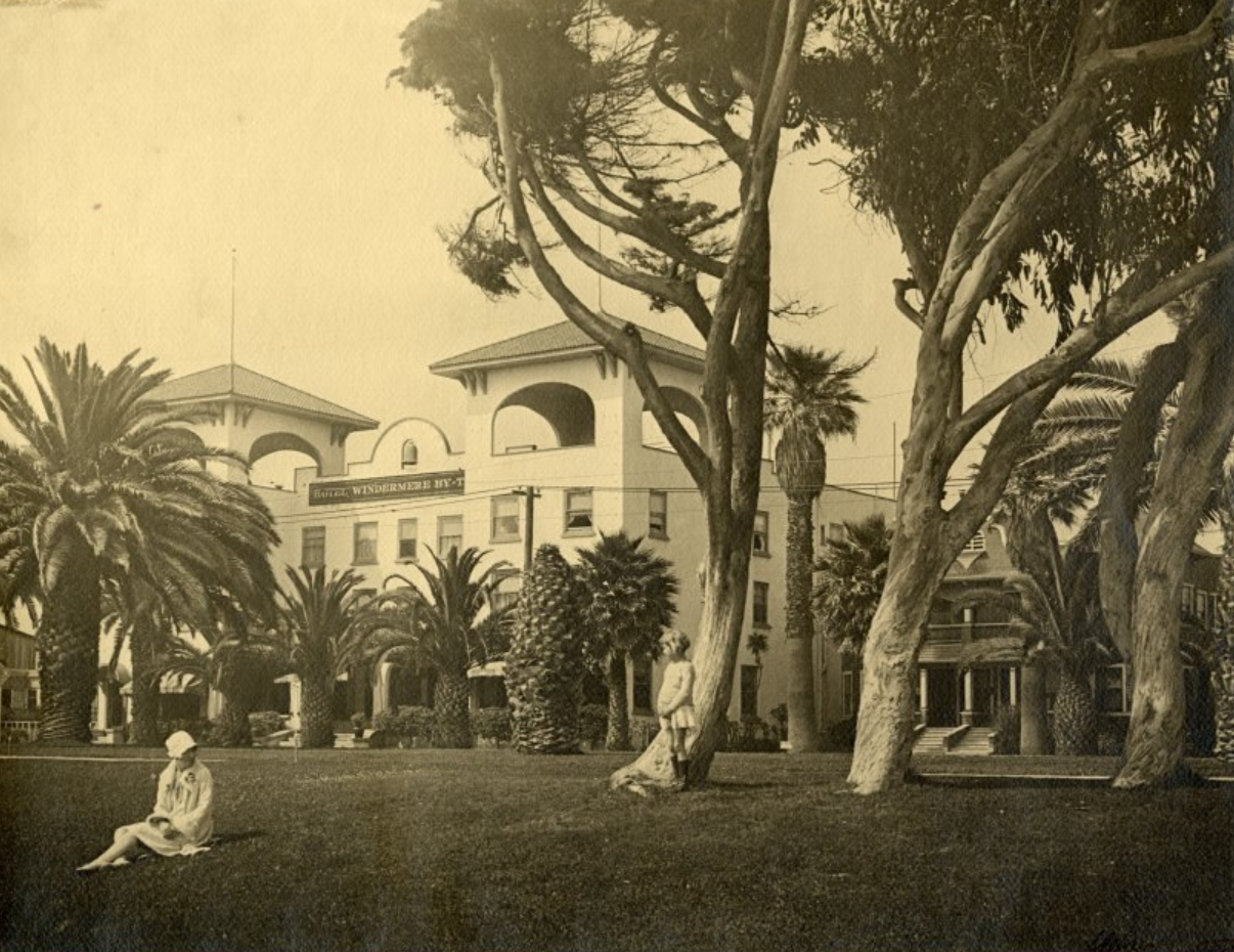 Roots and Branches: A Tree’s View of Santa Monica
