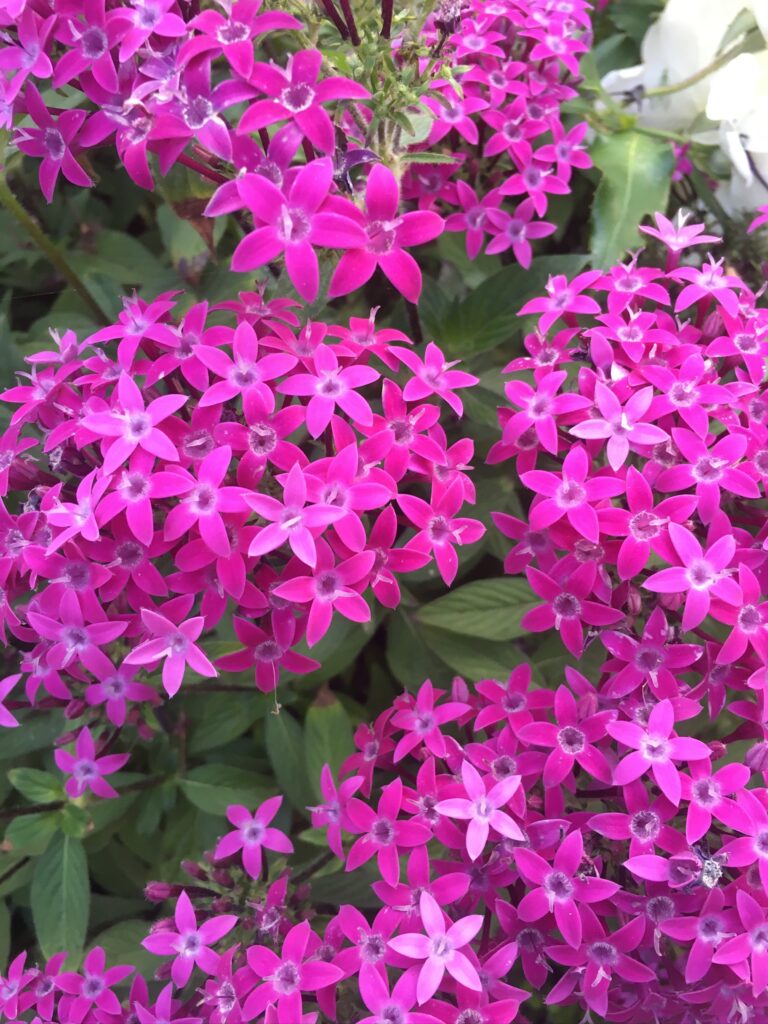 Allées de jardins et joyaux architecturaux - Santa Monica Garden Safari Walk